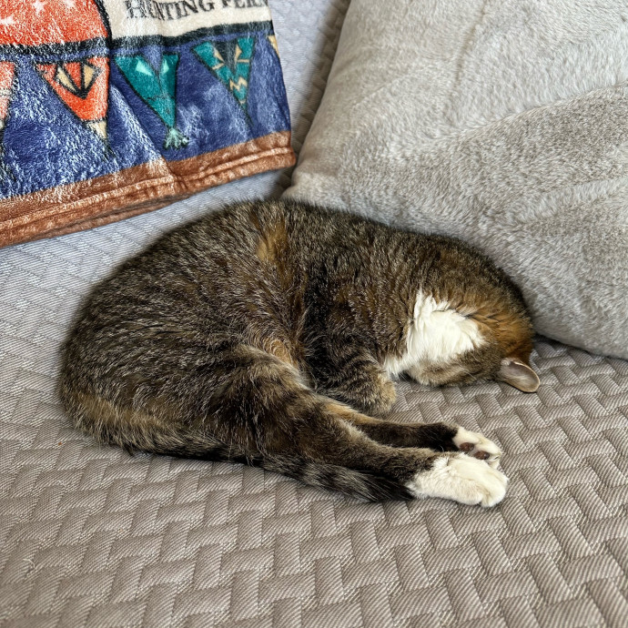 All Cats Are Cute