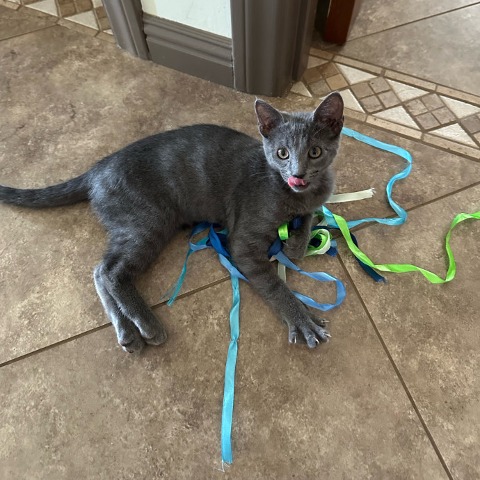 All Cats Are Cute photo 3