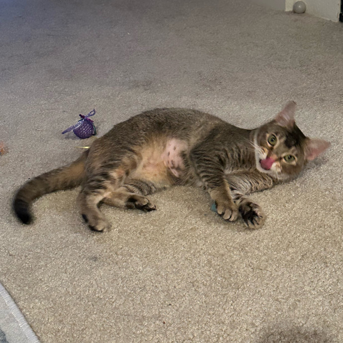 All Cats Are Cute photo 2
