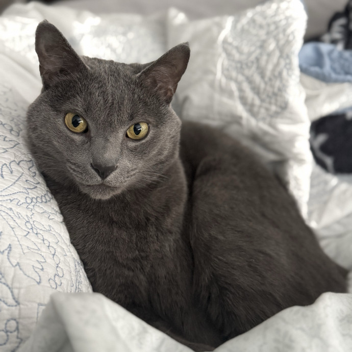 Loving Cat Care When You Can't Be There