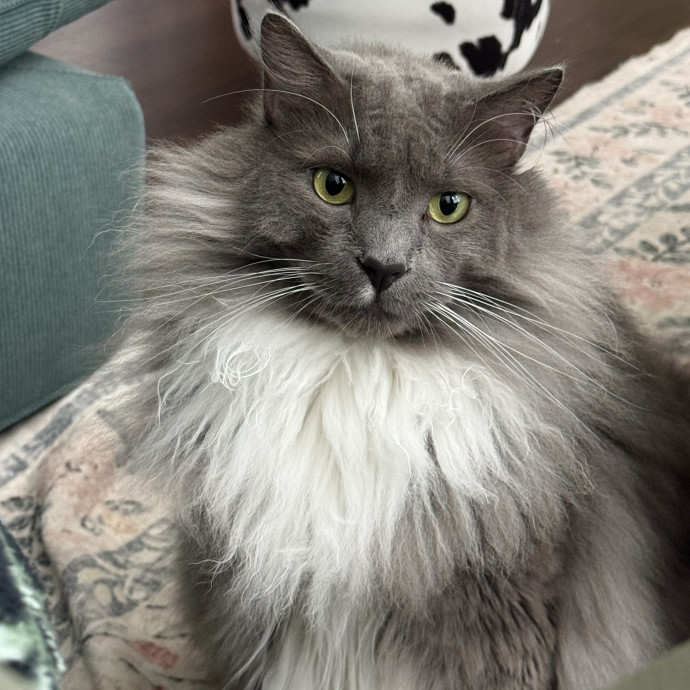 Loving Cat Care When You Can't Be There photo 3