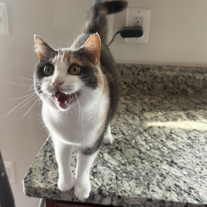 Loving Cat Care When You Can't Be There