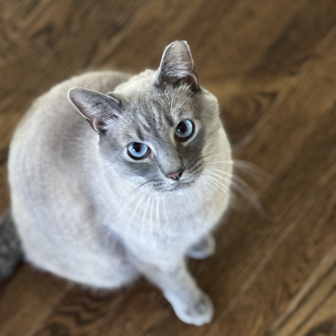 Loving Cat Care When You Can't Be There