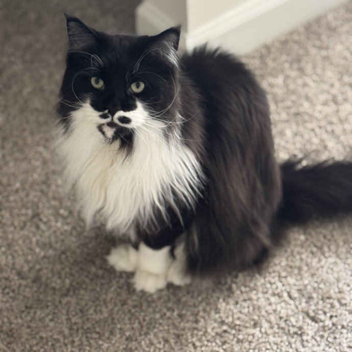 Loving Cat Care When You Can't Be There