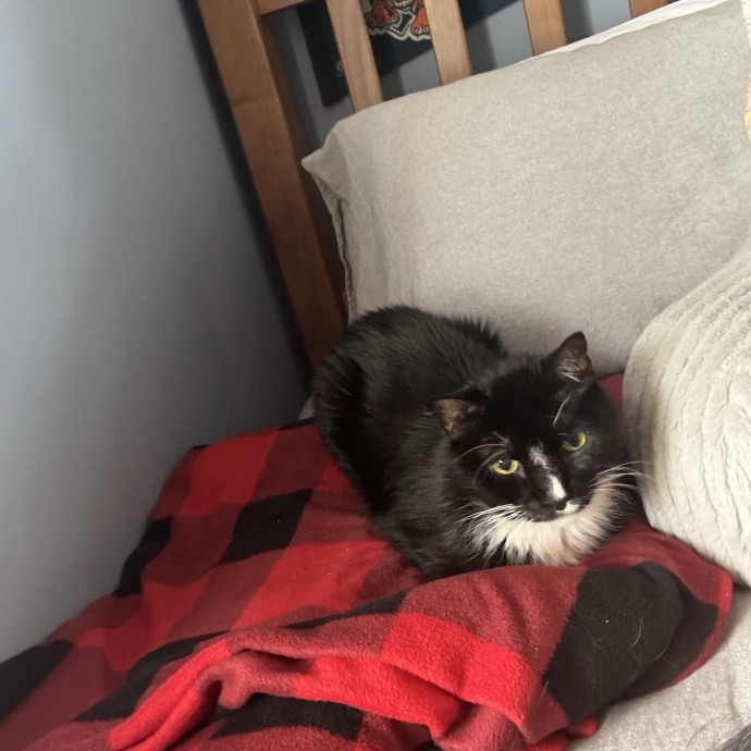 Loving Cat Care When You Can't Be There
