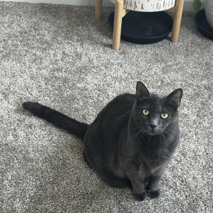 Loving Cat Care When You Can't Be There photo 3