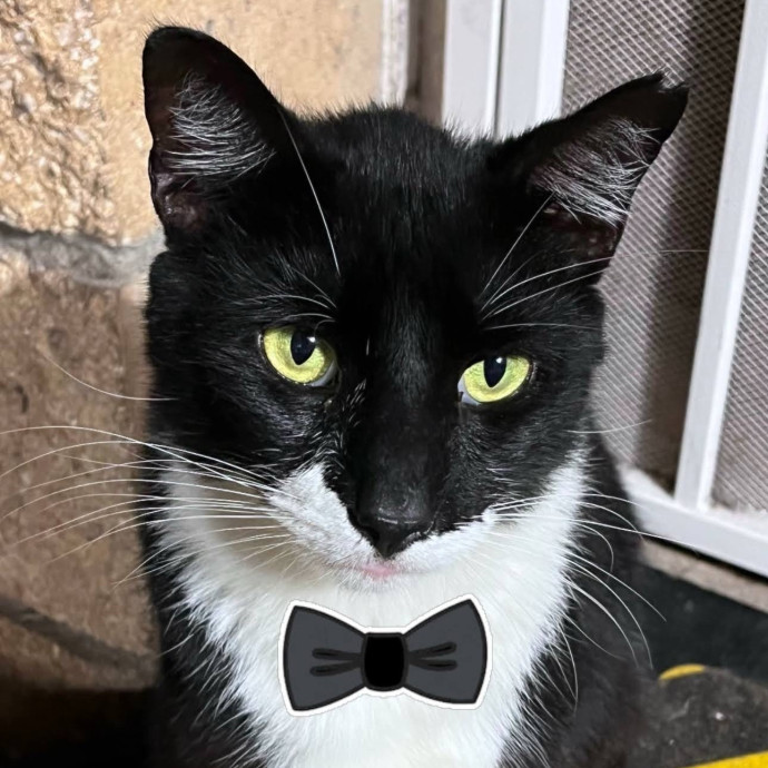 A Little More Love One Paw At A Time