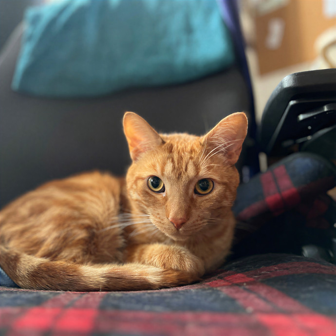 Skyler The Purr-Ific Lower East Side Cat Sitter