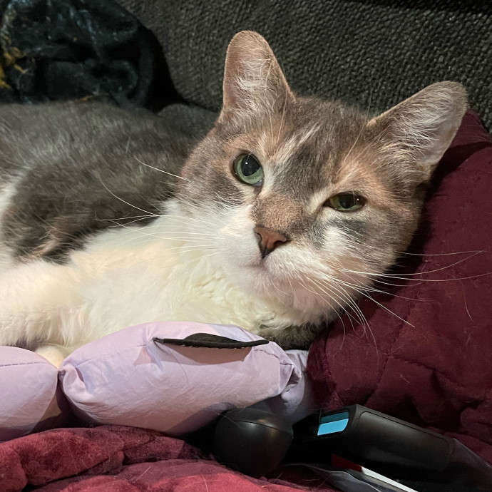 Kitty Cat Caretaker 11 Years Running photo 2