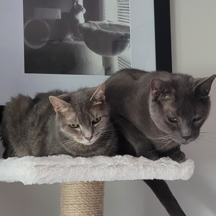 Experienced Cat Lady Purrs Guaranteed