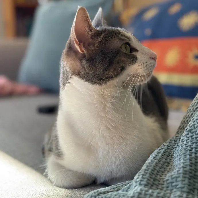 Caring Cat Companion