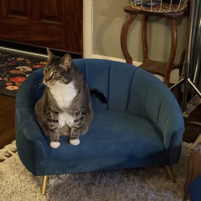 Caring Cat Companion