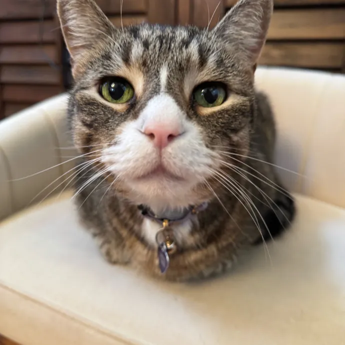 Caring Cat Companion