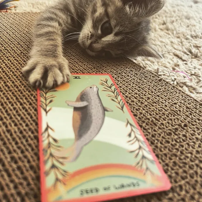 Caring Cat Companion