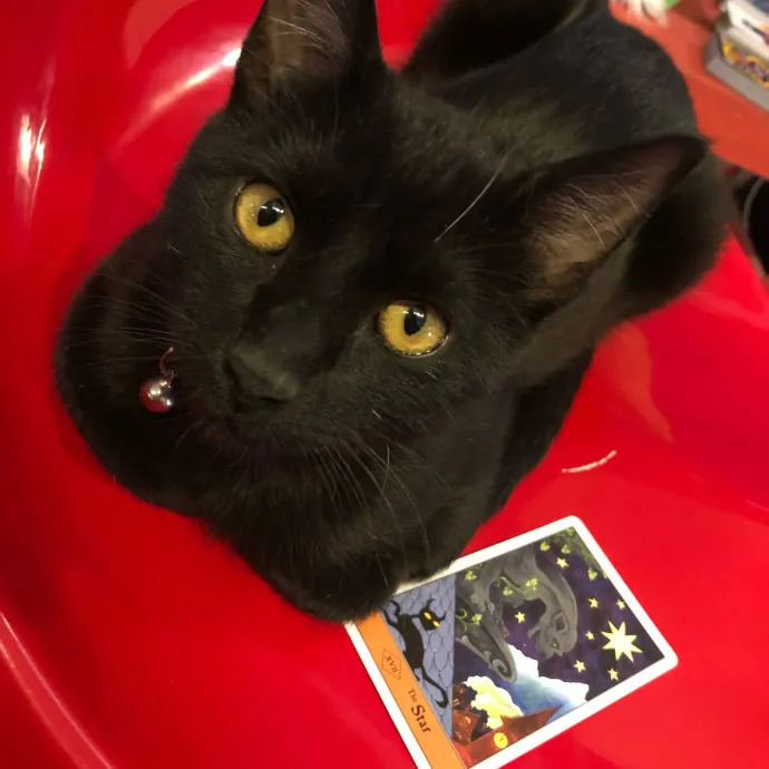 Caring Cat Companion