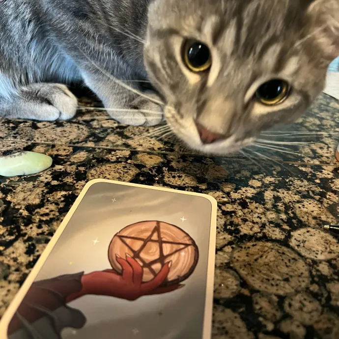 Caring Cat Companion