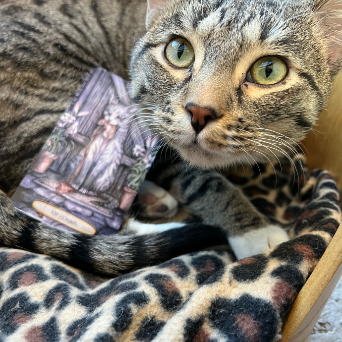 Caring Cat Companion