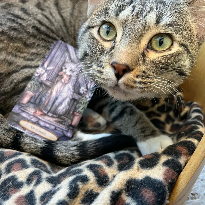 Caring Cat Companion