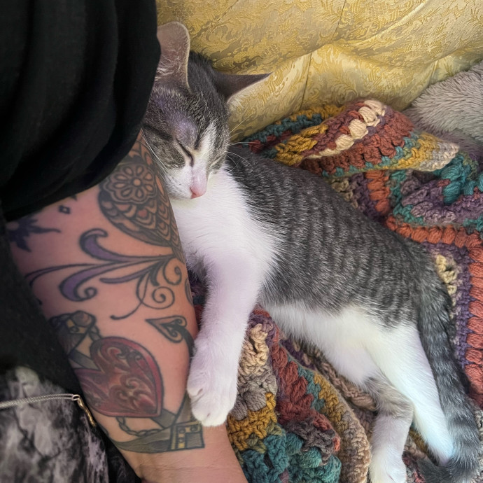 Caring Cat Companion
