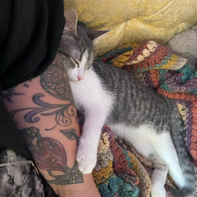 Caring Cat Companion