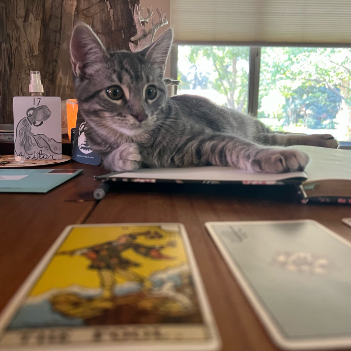 Caring Cat Companion