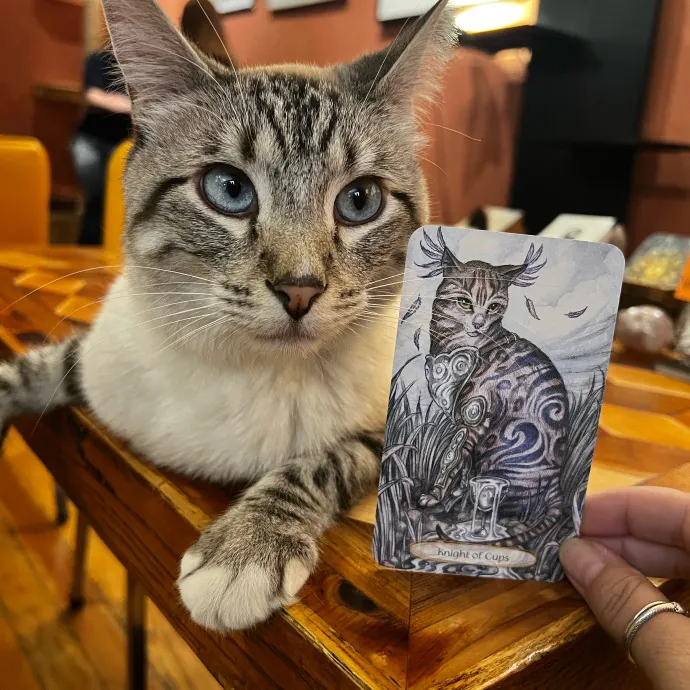 Caring Cat Companion