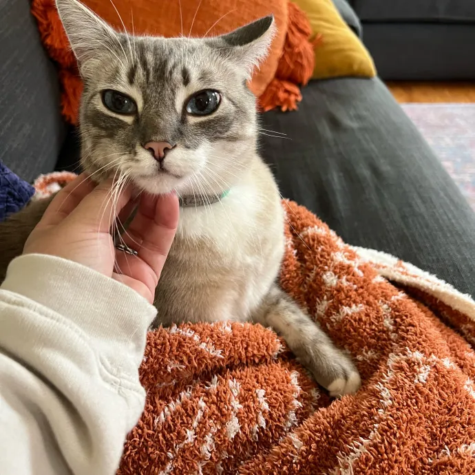 Caring Cat Companion