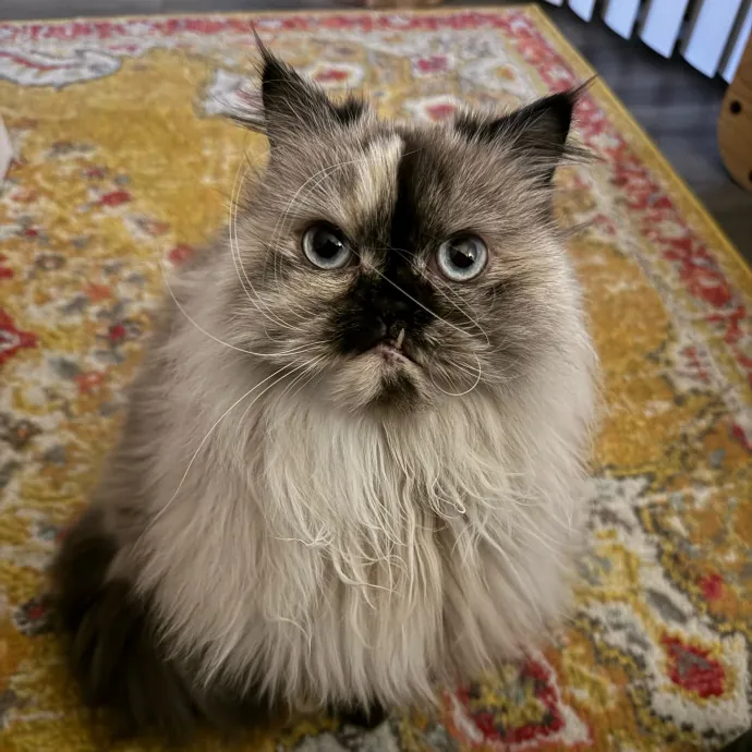 Caring Cat Companion