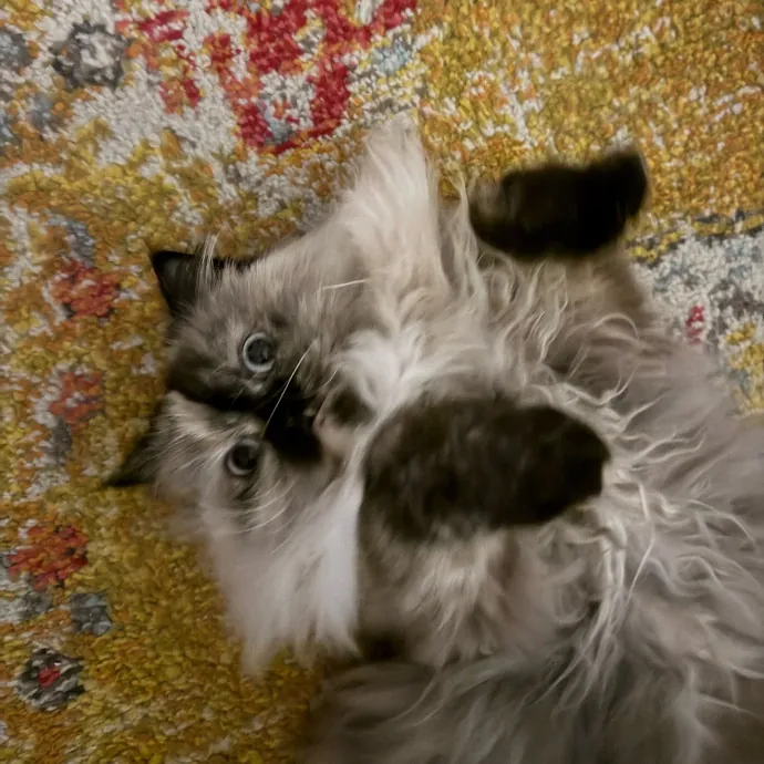 Caring Cat Companion