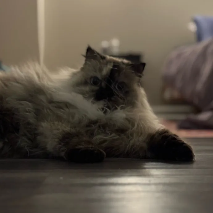 Caring Cat Companion