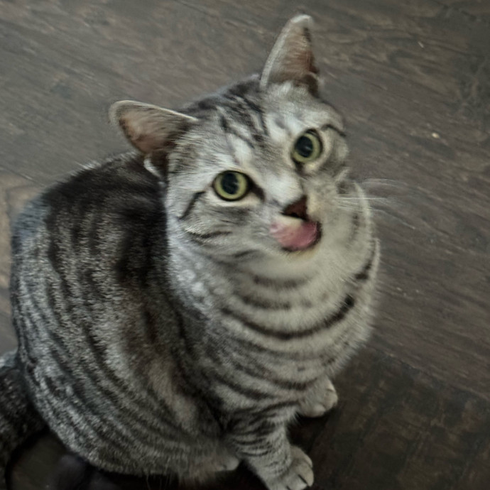Caring Cat Companion