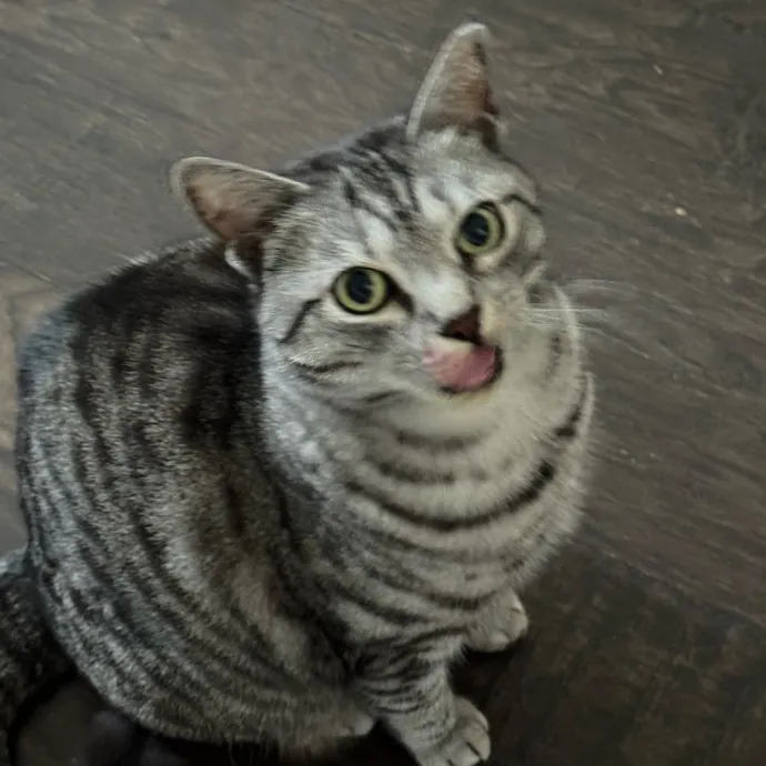 Caring Cat Companion