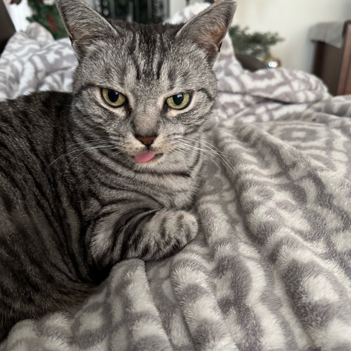 Caring Cat Companion