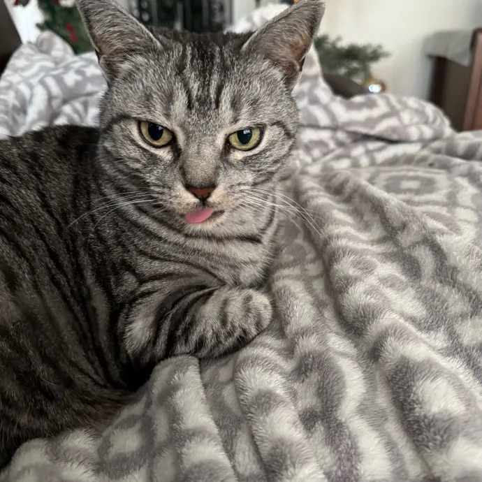 Caring Cat Companion