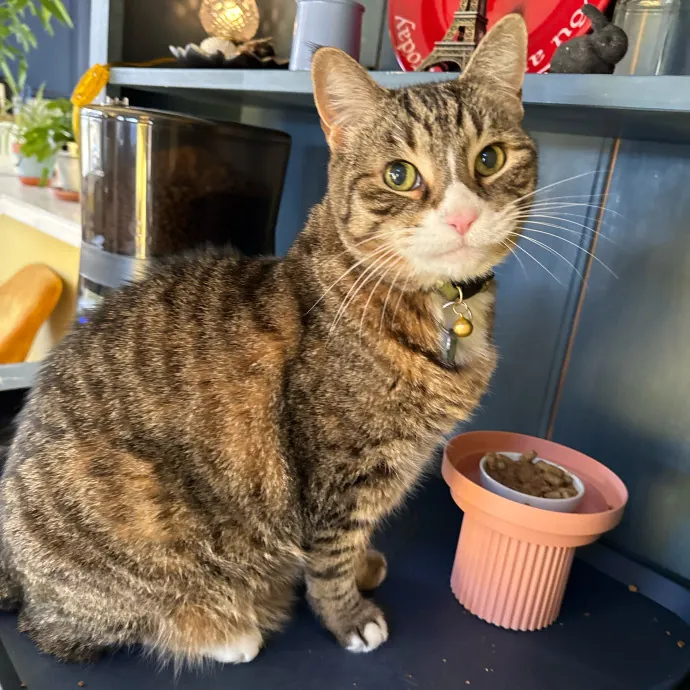 Caring Cat Companion