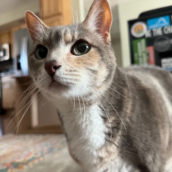 Caring Cat Companion