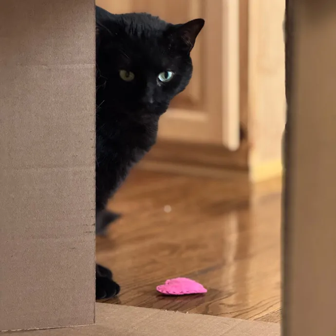 Caring Cat Companion