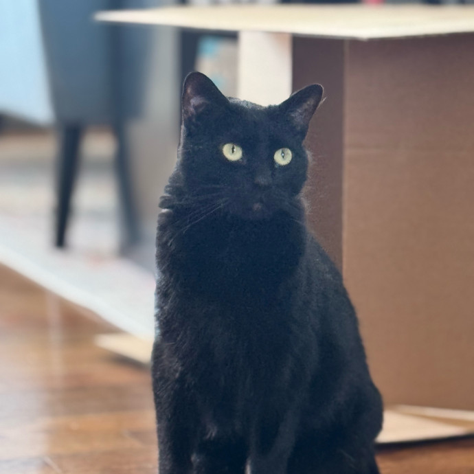 Caring Cat Companion