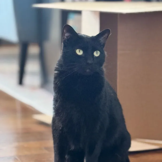 Caring Cat Companion