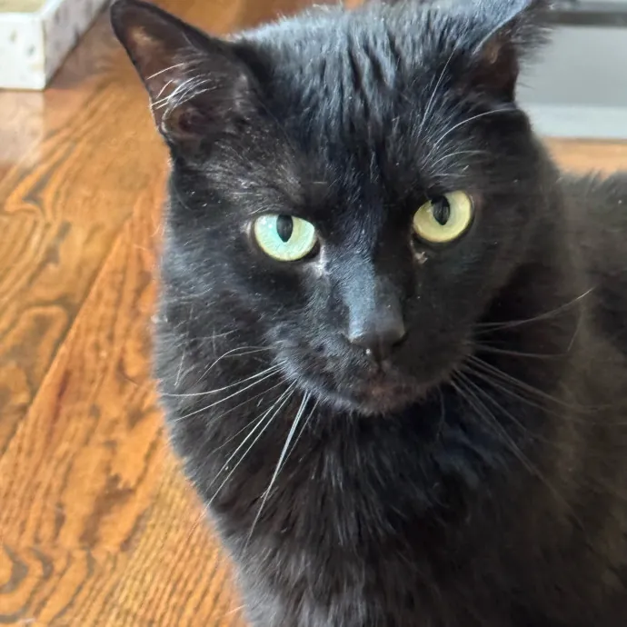 Caring Cat Companion