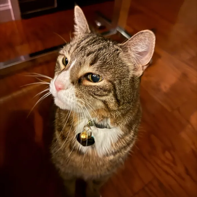 Caring Cat Companion