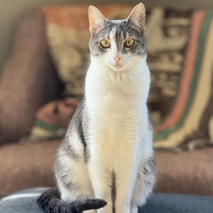 Caring Cat Companion