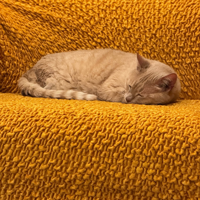 Caring Cat Companion