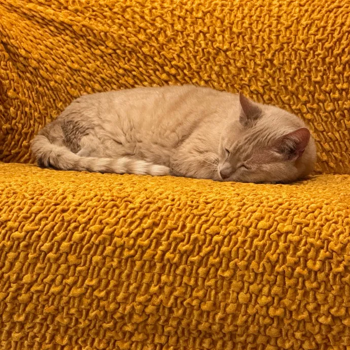 Caring Cat Companion