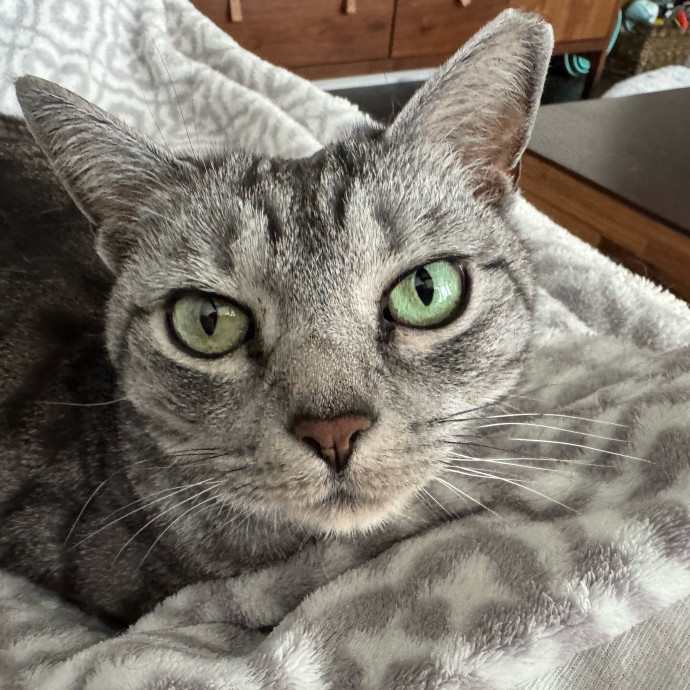 Caring Cat Companion