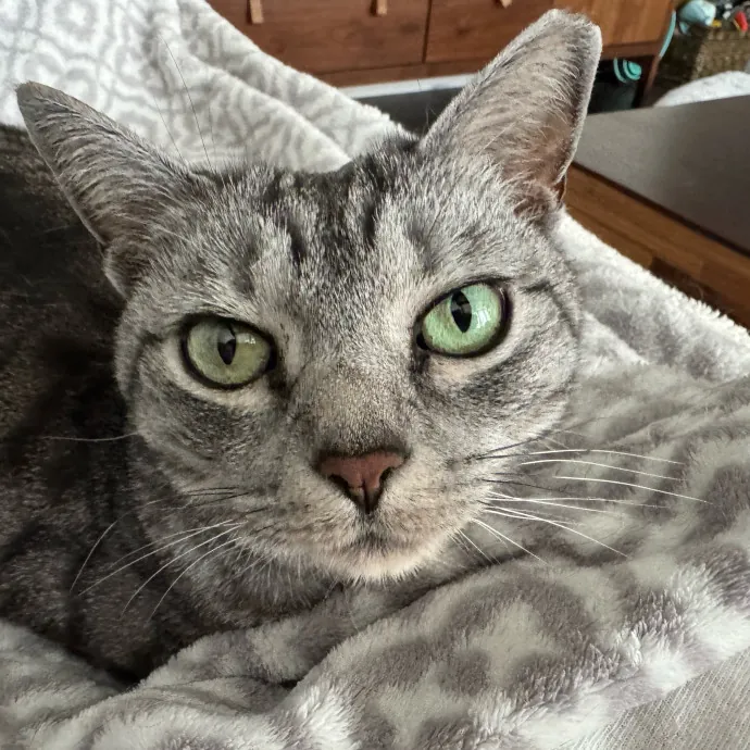 Caring Cat Companion