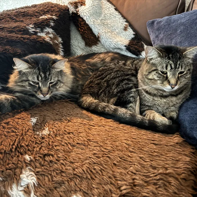 Caring Cat Companion