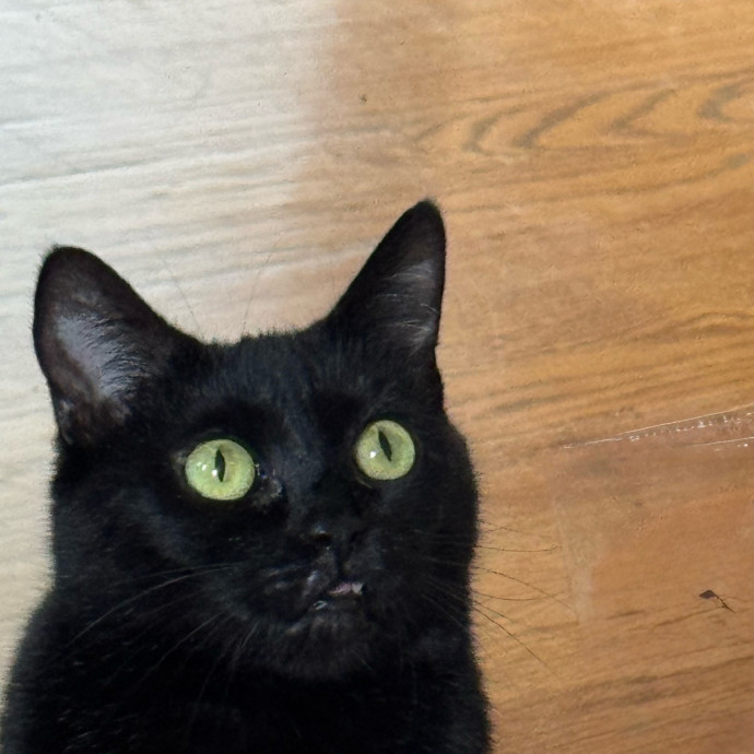 Caring Cat Companion