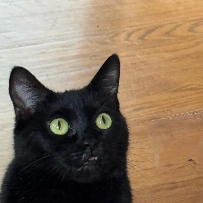 Caring Cat Companion