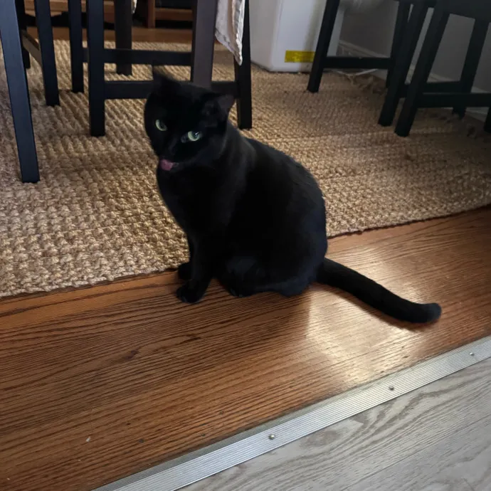 Caring Cat Companion